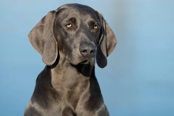Weimaraner köpek