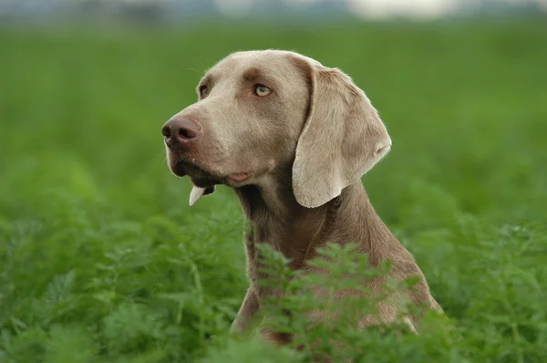 Weimaraner — Stok fotoğraf