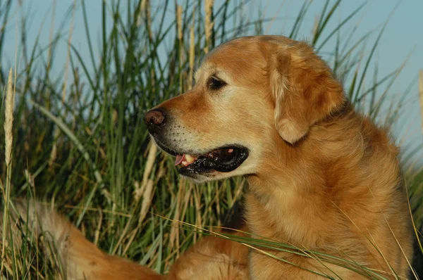 Golden Retriever — Stok fotoğraf