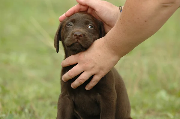 Man touching little puppy — Stock Photo, Image