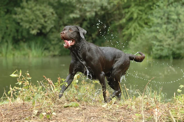 Kahverengi labrador Retriever — Stok fotoğraf