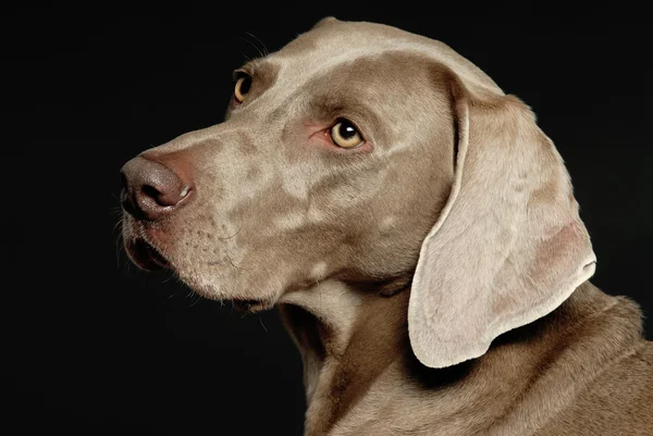 Weimaraner
