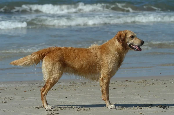 Gouden retriever — Stockfoto