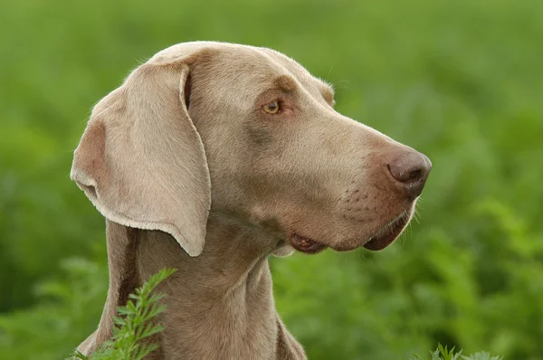 Weimaraner