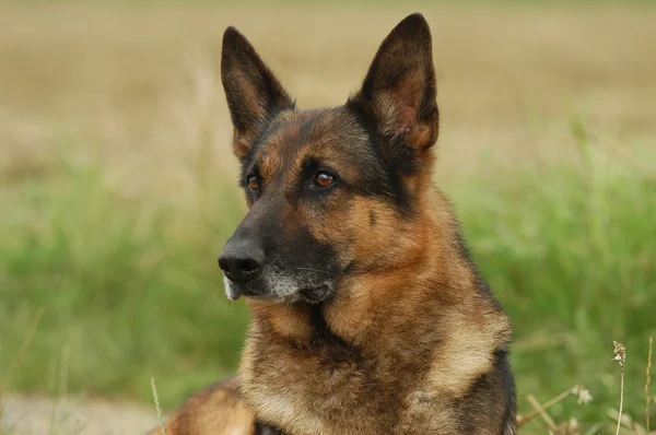 Alman çoban köpeği