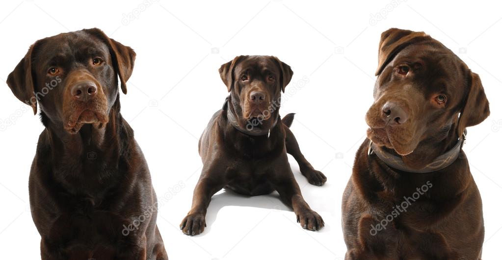 Three brauner Labrador Retrievers