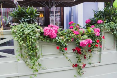 Restoran dekorasyonunda güzel ortanca çiçekleri, bir sürü çiçekli parlak bir çiçek tarhı.
