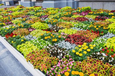 Restoran dekorasyonunda güzel ortanca çiçekleri, bir sürü çiçekli parlak bir çiçek tarhı.