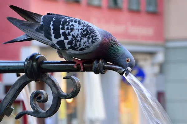 Pigeon drinking water on a hot summer day — Stock Photo, Image