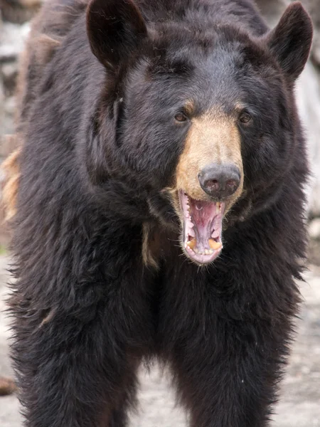 ヒグマ (ursus arctos) は、最大かつ最もポウです。 — ストック写真