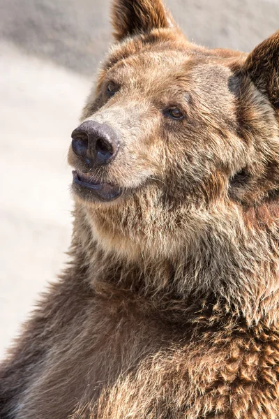 Medvěd hnědý (ursus arctos) patří mezi největší a nejvíce pohán — Stock fotografie