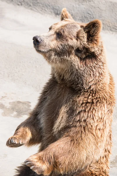 The brown bear (Ursus arctos) is among the largest and most powe — Stock Photo, Image