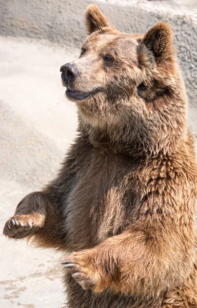 Medvěd hnědý (ursus arctos) patří mezi největší a nejvíce pohán — Stock fotografie