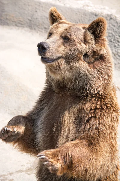 Medvěd hnědý (ursus arctos) patří mezi největší a nejvíce pohán — Stock fotografie