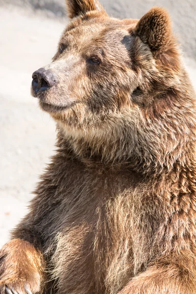 ヒグマ (ursus arctos) は、最大かつ最もポウです。 — ストック写真