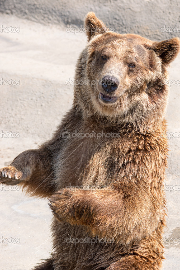 The brown bear (Ursus arctos) is among the largest and most powe