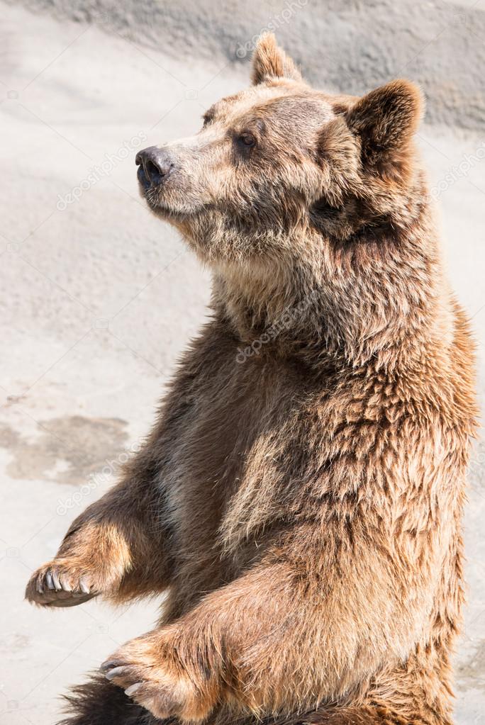 The brown bear (Ursus arctos) is among the largest and most powe