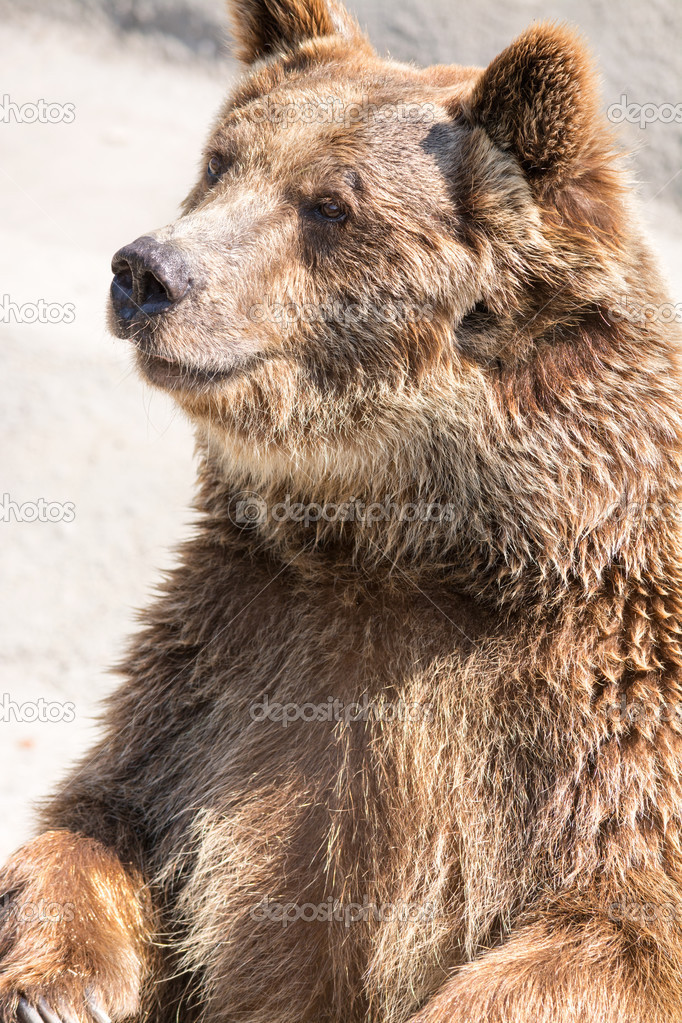 The brown bear (Ursus arctos) is among the largest and most powe