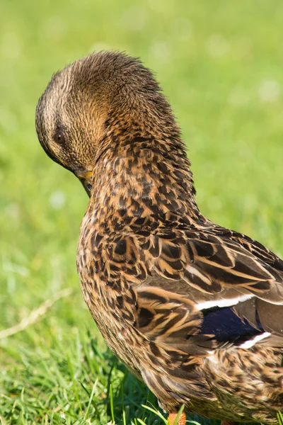 Hnědá divoké kachny (anas platyrhynchos) na zelené trávě — Stock fotografie