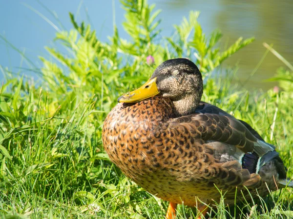 Hnědá divoké kachny (anas platyrhynchos) na zelené trávě — Stock fotografie