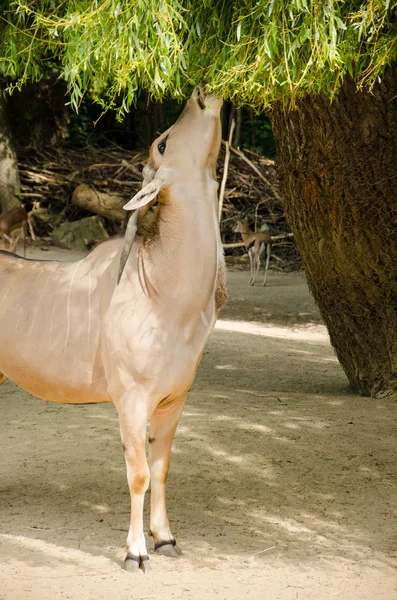 Antilopa losí (taurotragus oryx), také známé jako Jižní — Stock fotografie