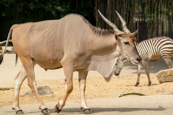 The common eland (Taurotragus oryx), also known as the southern — Stock Photo, Image