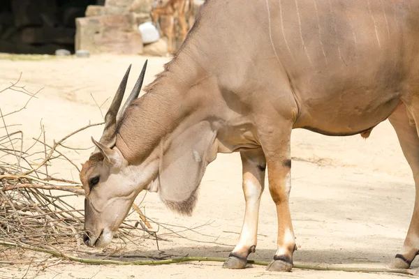 The common eland (Taurotragus oryx), also known as the southern — Stock Photo, Image