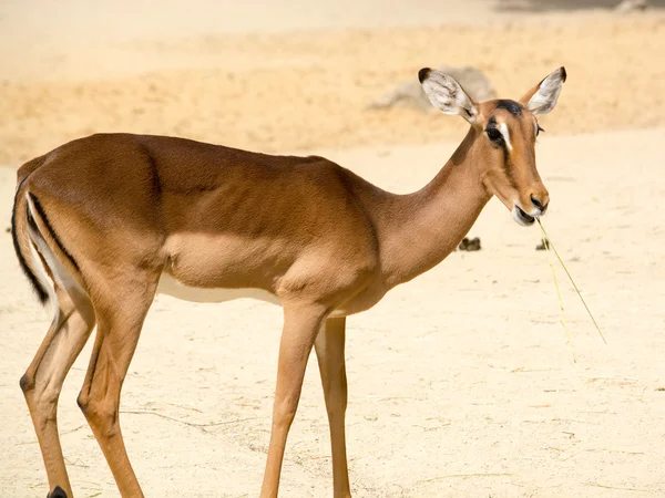 Antelope (Aepyceros melampus) standing on a rocky sandy backgrou — Stock Photo, Image