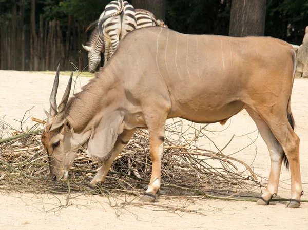 The common eland (Taurotragus oryx), also known as the southern — Stock Photo, Image