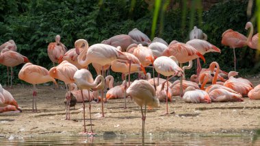 Flamingo bir cins phoenicopterus yürüyen kuş türüdür.