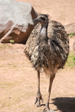 en büyük kuş aus için yerli EMU (dromaius novaehollandiae) olduğunu