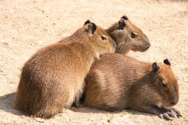 Capibara (hydrochoerus hydrochaeris) en büyük kemirgen TH olduğunu