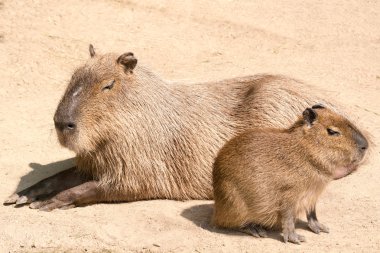 Capybara (Hydrochoerus hydrochaeris) is the largest rodent in th clipart