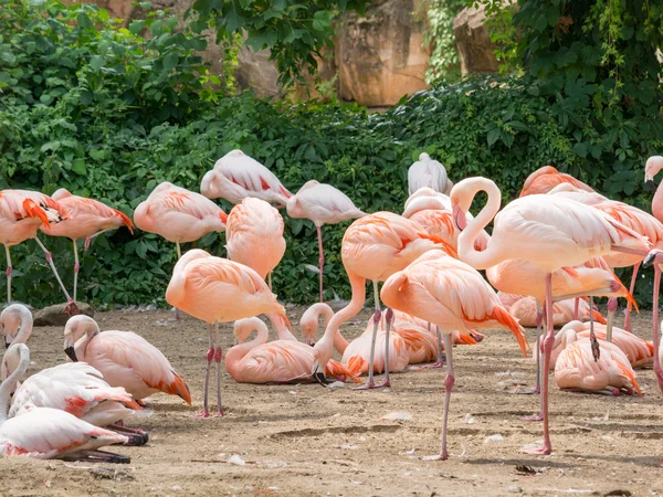 El flamenco es un tipo de ave zancuda del género Phoenicopterus. —  Fotos de Stock