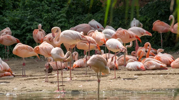 El flamenco es un tipo de ave zancuda del género Phoenicopterus. —  Fotos de Stock