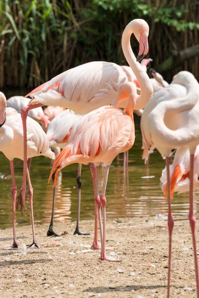 El flamenco es un tipo de ave zancuda del género Phoenicopterus. — Foto de Stock