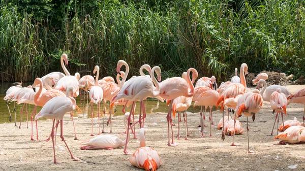 Flamingo is a type of wading bird in the genus Phoenicopterus — Stock Photo, Image