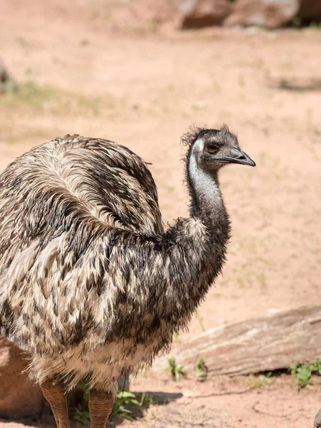 Emu (Dromaius novaehollandiae) è il più grande uccello originario di Aus — Foto Stock