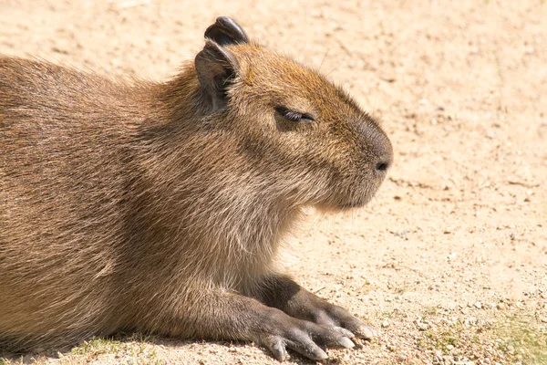 Capybara (Hydrochoerus hydrochaeris) es el roedor más grande en th — Foto de Stock