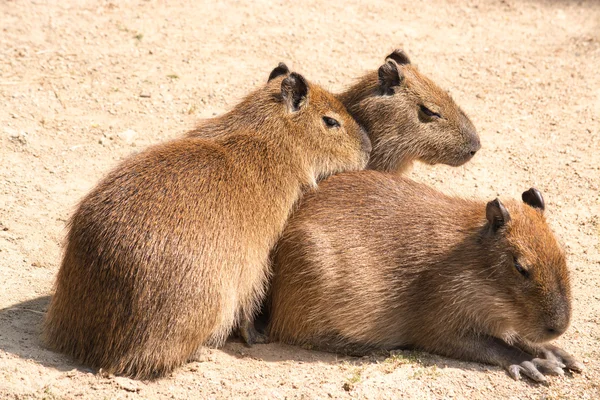 Capybara (Hydrochoerus hydrochaeris) is the largest rodent in th — Stock Photo, Image