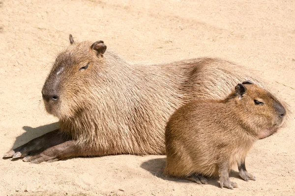 Capybara (Hydrochoerus hydrochaeris) is the largest rodent in th — Stock Photo, Image