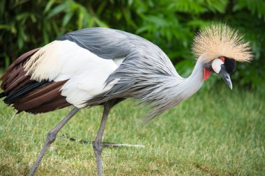 gri taç vinç (balearica regulorum) familyasından bir kuş crane aile gruidae.