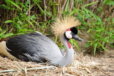 gri taç vinç (balearica regulorum) familyasından bir kuş crane aile gruidae.