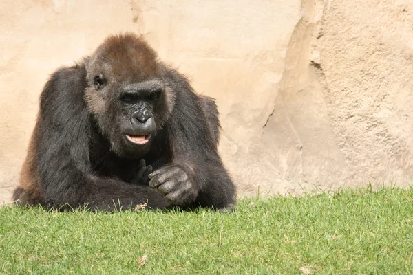 Männlicher Silberrücken-Gorilla, einzelnes Säugetier auf Gras — Stockfoto