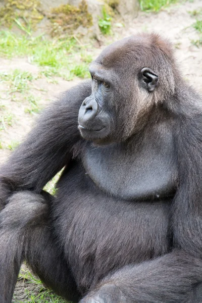 Gorila silverback masculino, único mamífero na grama — Fotografia de Stock