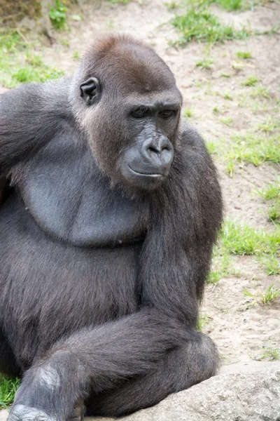 Männlicher Silberrücken-Gorilla, einzelnes Säugetier auf Gras — Stockfoto