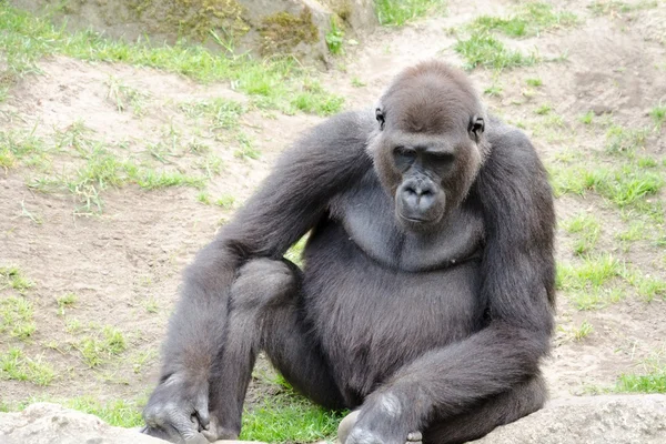 Männlicher Silberrücken-Gorilla, einzelnes Säugetier auf Gras — Stockfoto