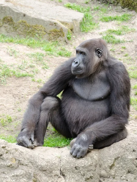 Gorila silverback masculino, único mamífero na grama — Fotografia de Stock