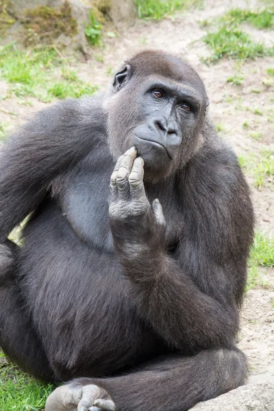 Männlicher Silberrücken-Gorilla, einzelnes Säugetier auf Gras — Stockfoto