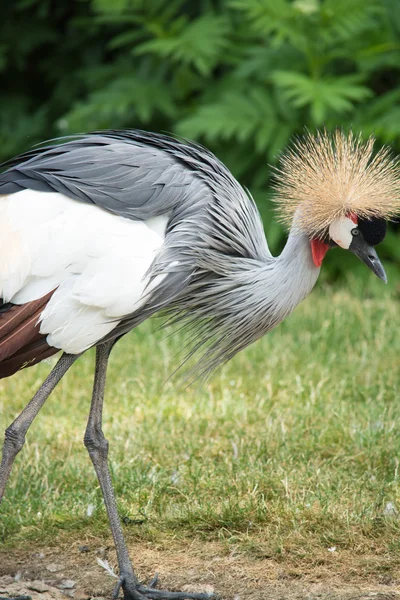 La grulla coronada gris (Balearica regulorum) es un ave de la familia Gruidae. . — Foto de Stock